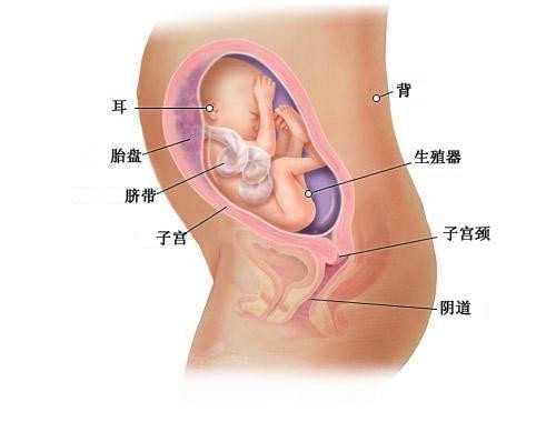 未婚试管香港澳门可以做吗_单身做试管婴儿手续过程